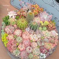 紅稚児,白雪ミセバヤ,パープルヘイズ,小人の祭り,斑入りタイトゴメの画像