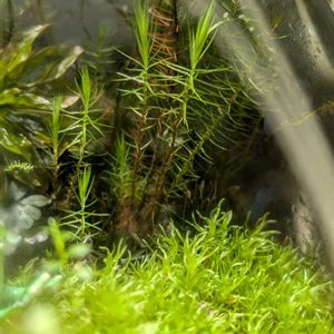 ヒノキゴケ,ホソバオキナゴケ,テラリウム,雨の日,カエルの画像