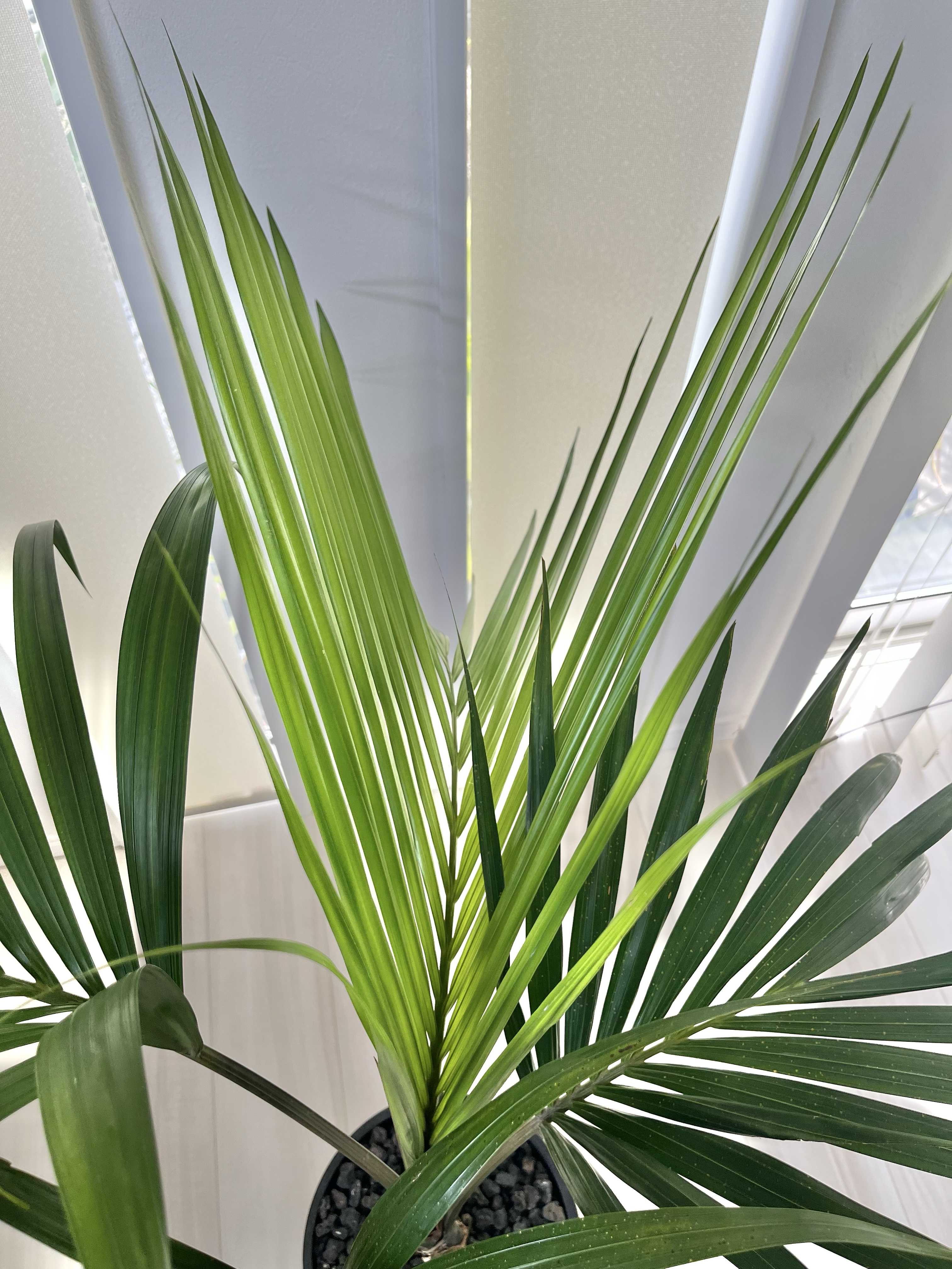 ケンチャヤシの育て方|植え付けや植え替えの時期、水やりの方法 ケンチャヤシの育て方|植え付けや植え替えの時期、水やりの方法