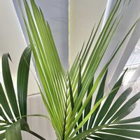 ケンチャヤシ,ベルモレアナ,観葉植物,ヤシ,エキゾチックの画像