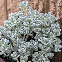 白雪ミセバヤ,ケープブランコ,多肉植物,セダム属,新入りさんの画像