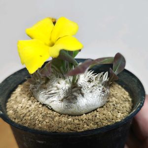 パキポディウム,恵比寿笑い,パキポディウム・恵比寿笑い,多肉植物,観葉植物の画像