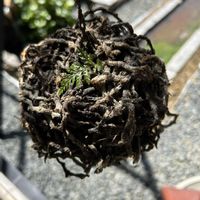 トキワシノブ,シダ植物,シノブ科の画像