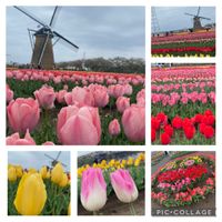 チューリップ,ネモフィラ,レンゲソウ,レンゲソウ,菜の花の画像
