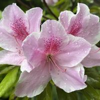 ツツジ,公園,雨の日,自生,庭園の画像