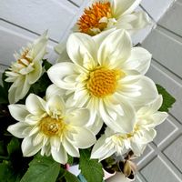 ダリア,ミニブーケ,花のある暮らし,可愛い♡,クリーム色の花の画像
