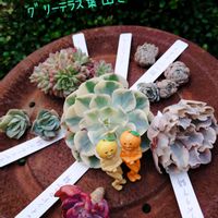 多肉葉挿し,ルノーディーン,ピンクムーン,女雛錦,ラブリーローズ錦の画像