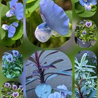 ブルークローバー,ミツマタ,ユーフォルビア属,しだれ梅,我が家のお花達♡の画像