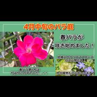 クリスマスローズ,ガーデニング,薔薇♪,バラ・ミニバラ,バラを楽しむの画像