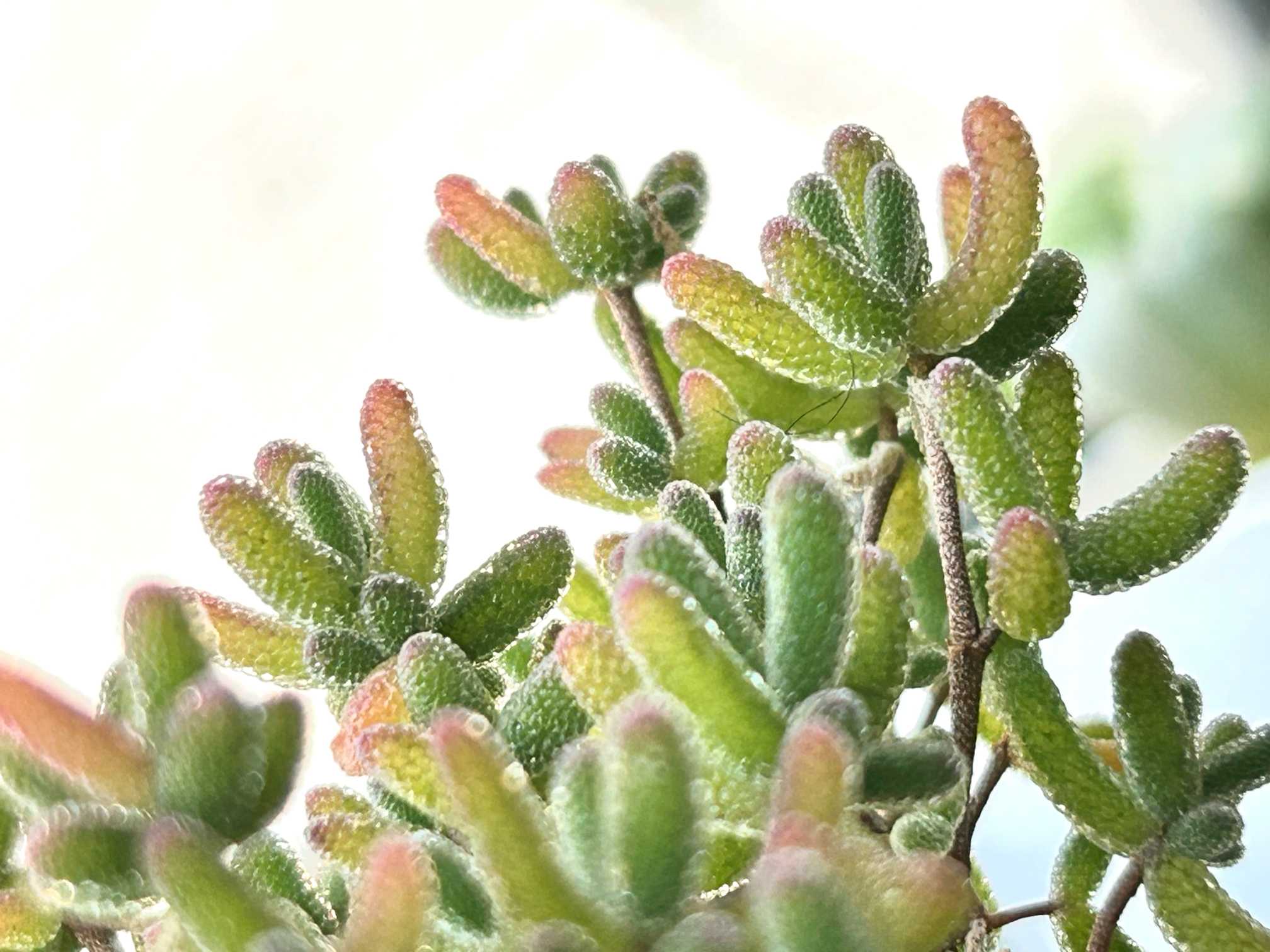 てんどん様　ご購入用　ドロサンテマム 楽天市場】多肉植物 ドロサンテマムの通販