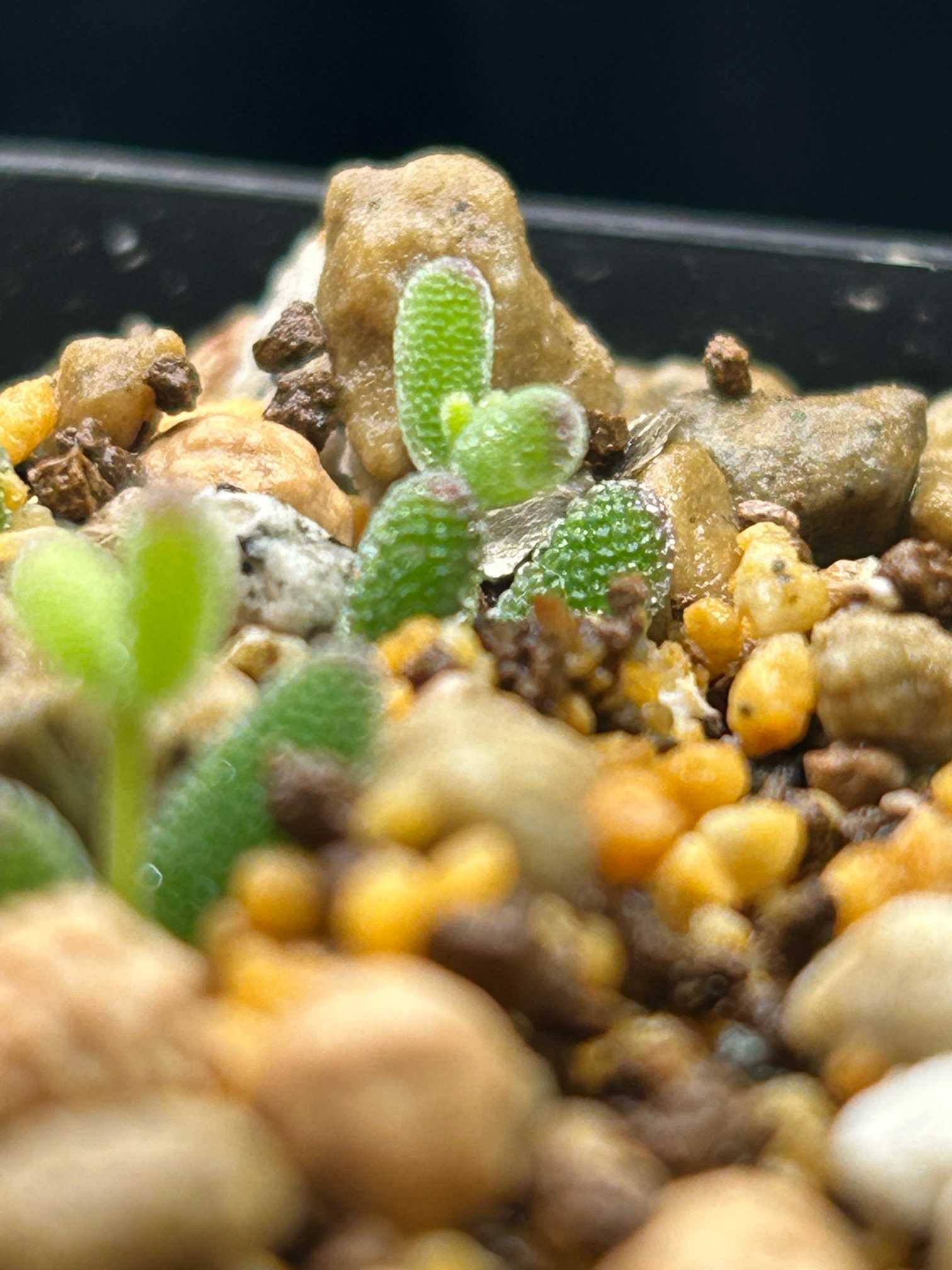 てんどん様 ご購入用 ドロサンテマム てんどん様 ご購入用