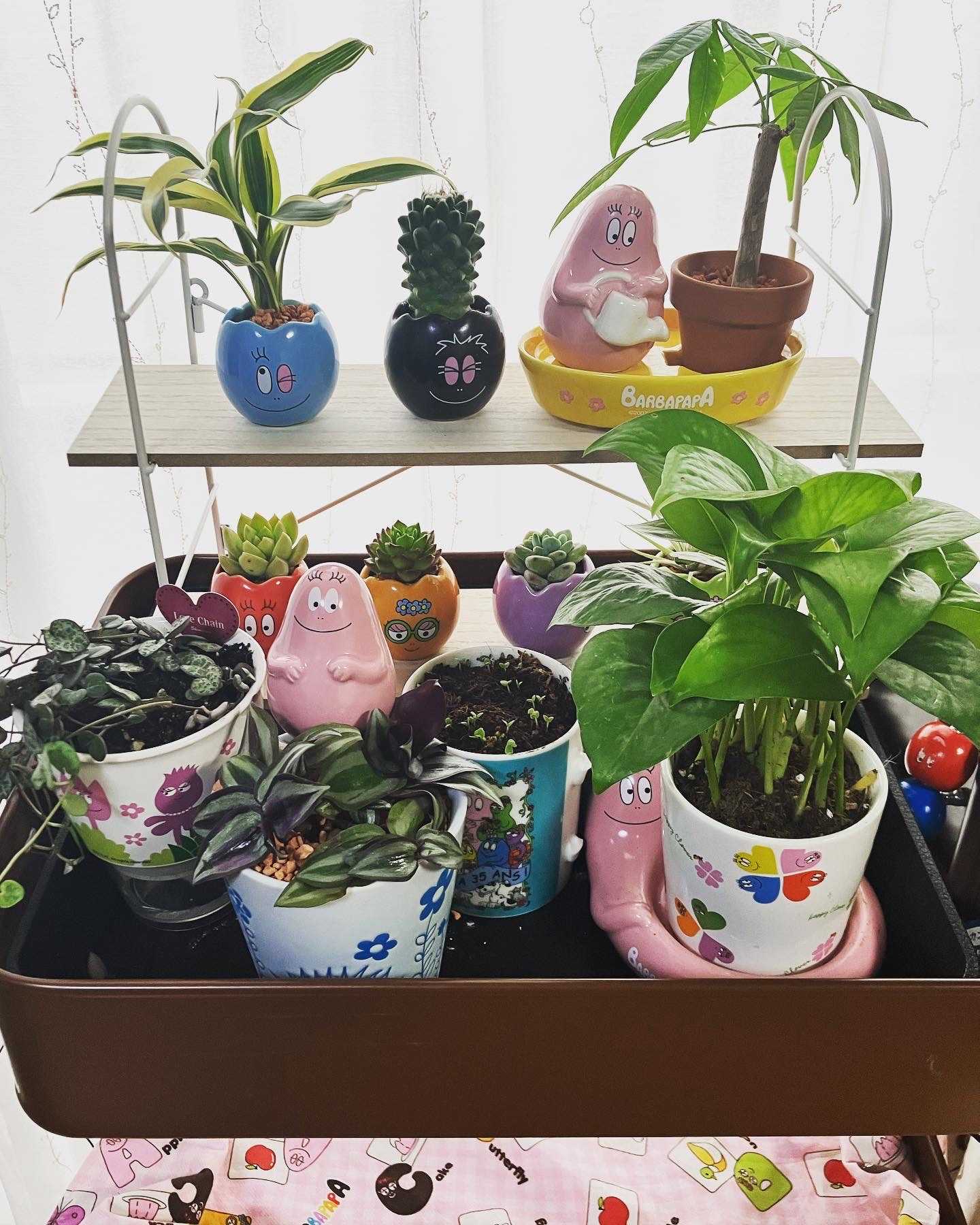 バーバパパと観葉植物｜🍀GreenSnap（グリーンスナップ）