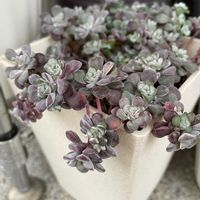 白雪ミセバヤ,エルサムの画像