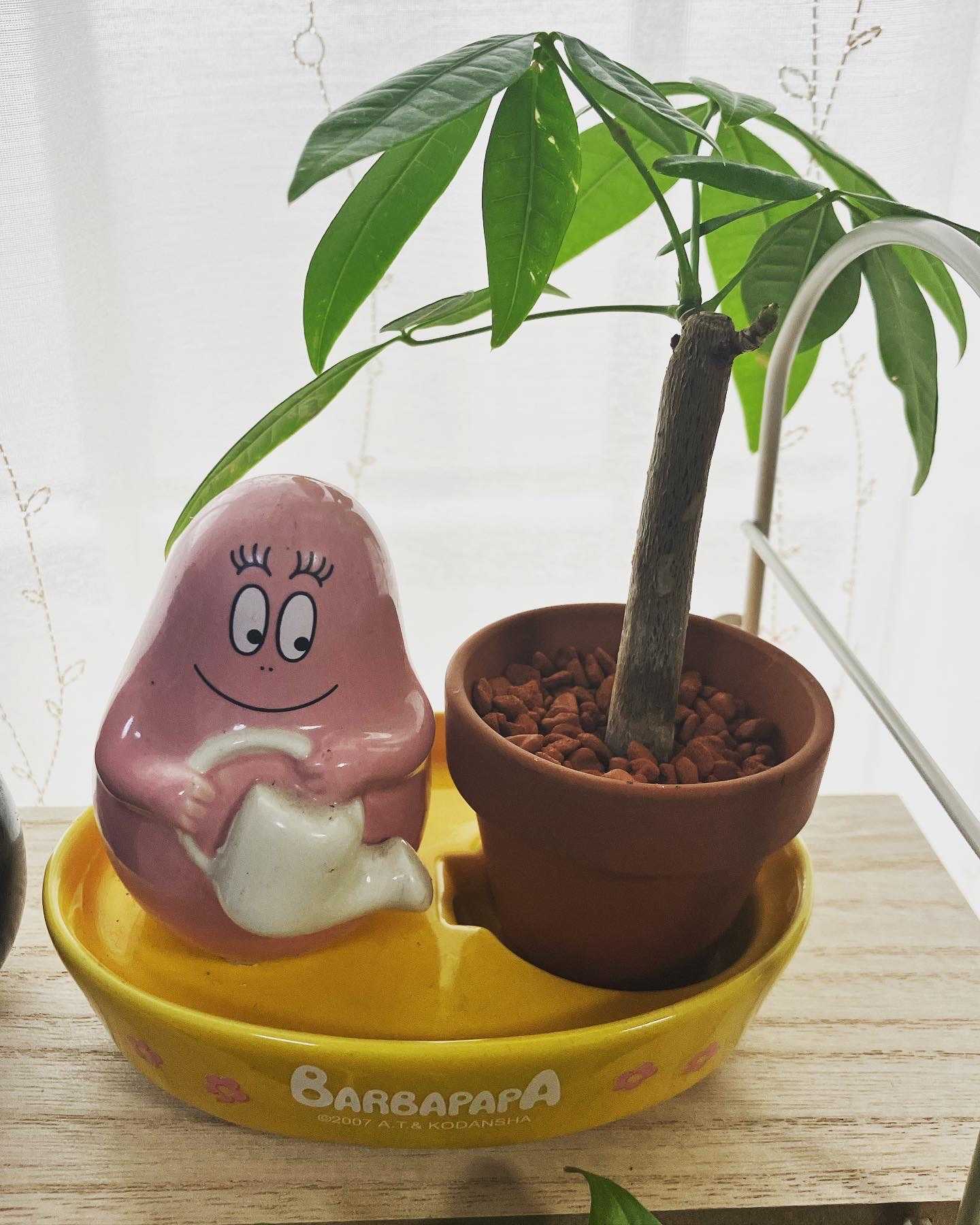 バーバパパと観葉植物｜🍀GreenSnap（グリーンスナップ）