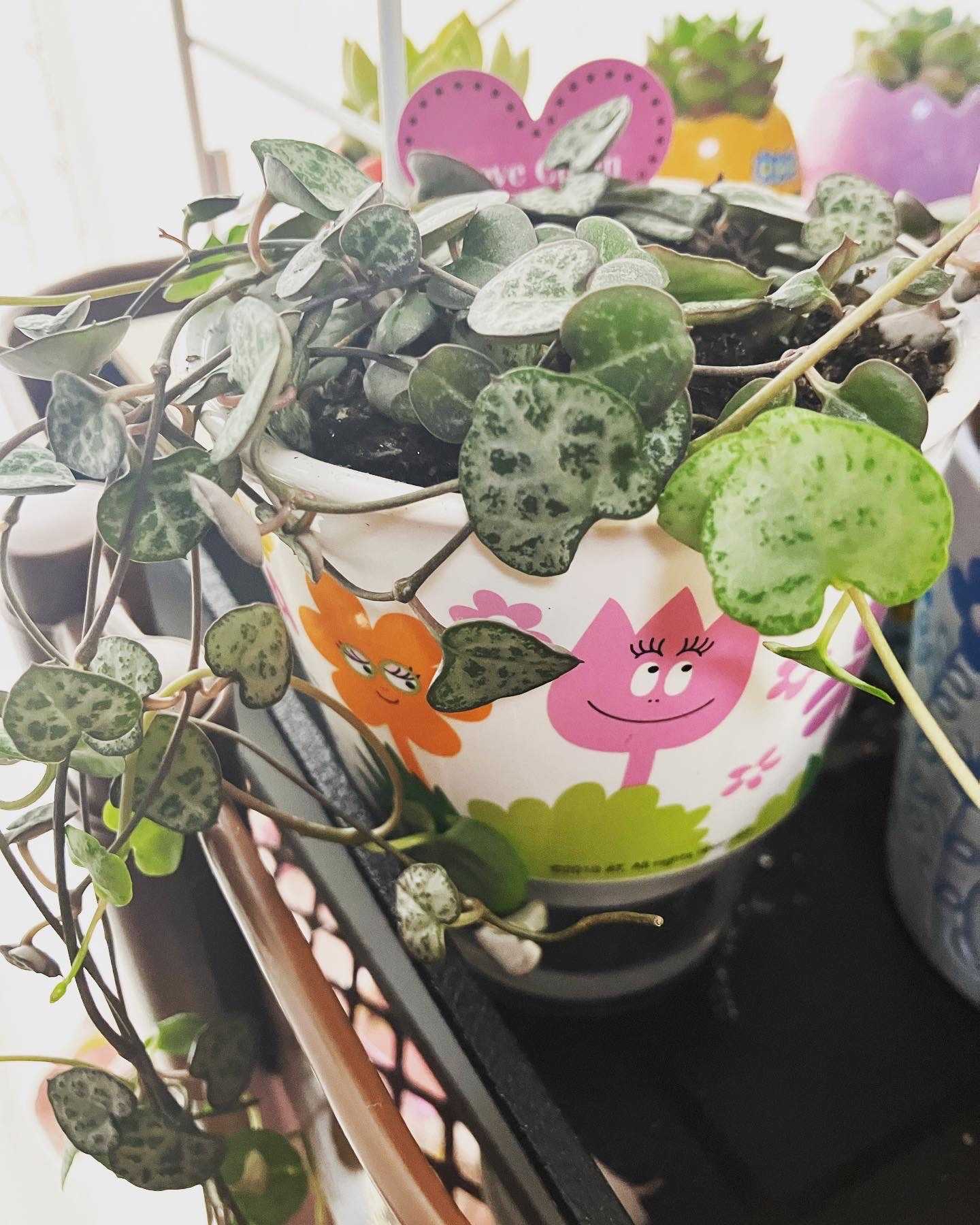 バーバパパと観葉植物｜🍀GreenSnap（グリーンスナップ）