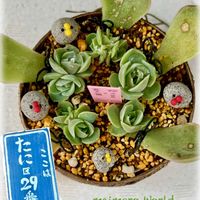 葉挿し,エケベリア属,エケベリア女子,今日も笑顔で♡,石の日の画像