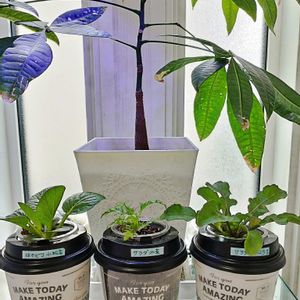 サラダ水菜,DAISOパキラ,はやどり小松菜,サラダルッコラ,ぷちぷよ(プチトマト)の画像