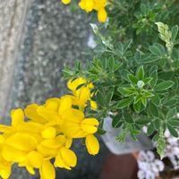 ヒメエニシダの画像