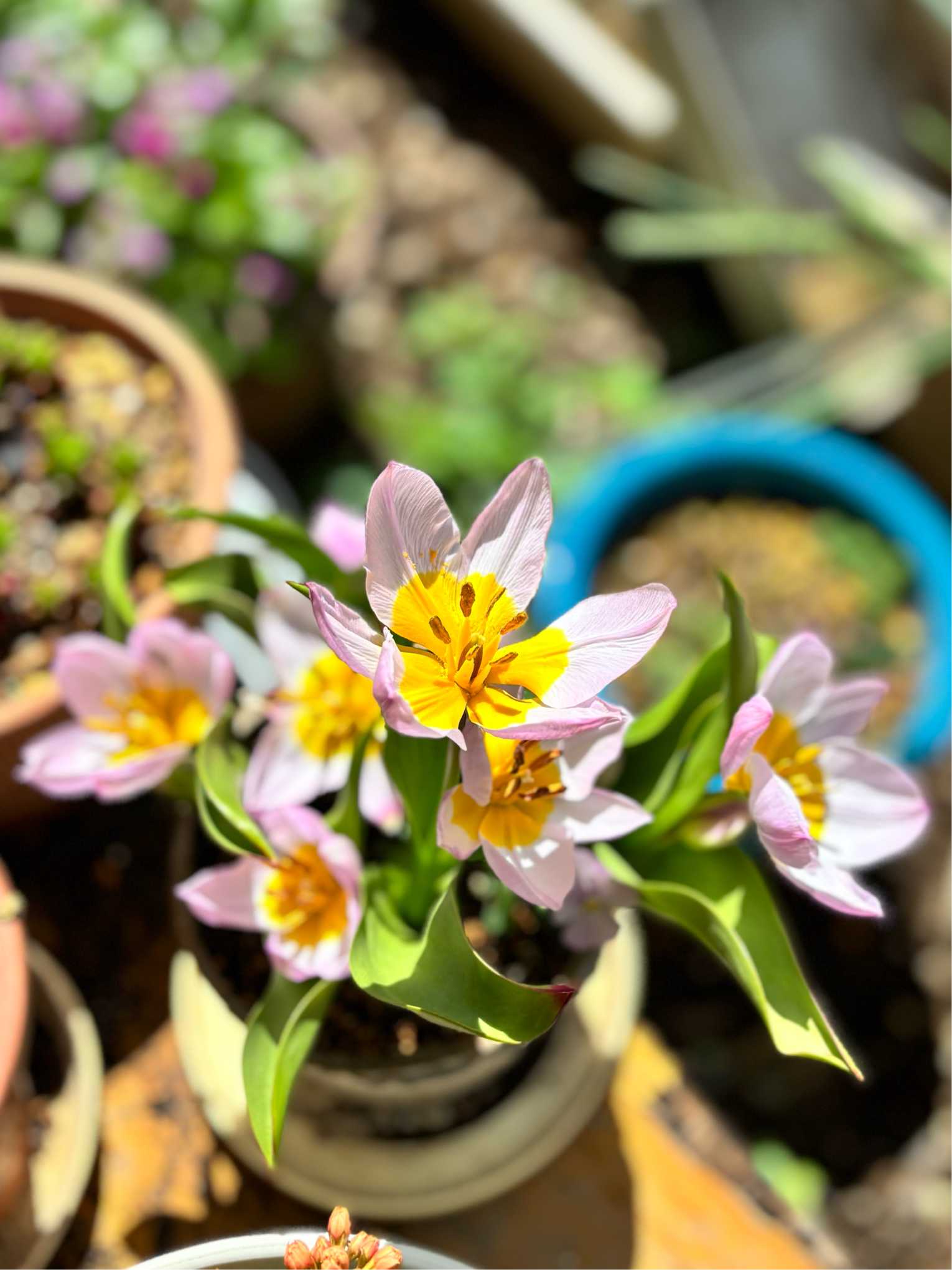 原種チューリップ ライラックワンダー 植え付け〜開花まで
