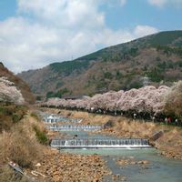 サクラ,ハナモモ,ソメイヨシノ,枝垂れ桜,季節の花の画像