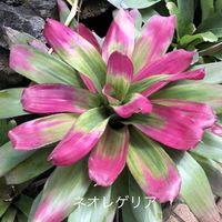 ハナキリン,アンスリューム,ブラシの木, ネオレゲリア,ウラベニショウの画像