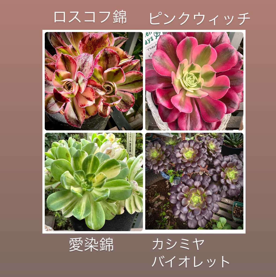 アエオニウム ロスコフ錦の一覧｜🍀GreenSnap（グリーンスナップ）