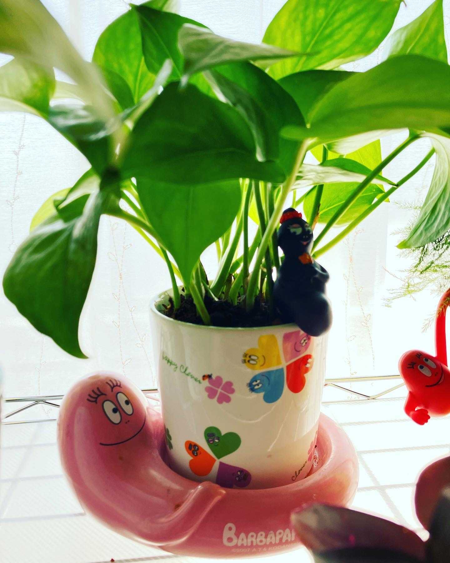 バーバパパと観葉植物｜🍀GreenSnap（グリーンスナップ）