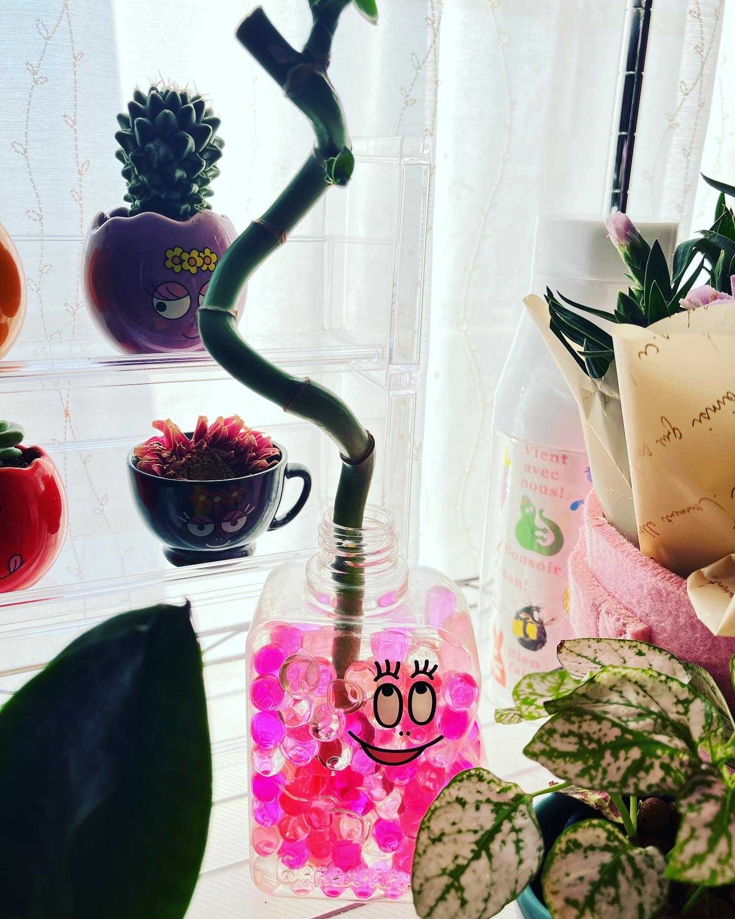 バーバパパと観葉植物｜🍀GreenSnap（グリーンスナップ）