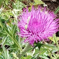 アザミ,ジャコウアザミ,野山の花の画像