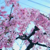 サクラ,枝垂れ桜,マサキ,オウゴンマサキ,満開の画像