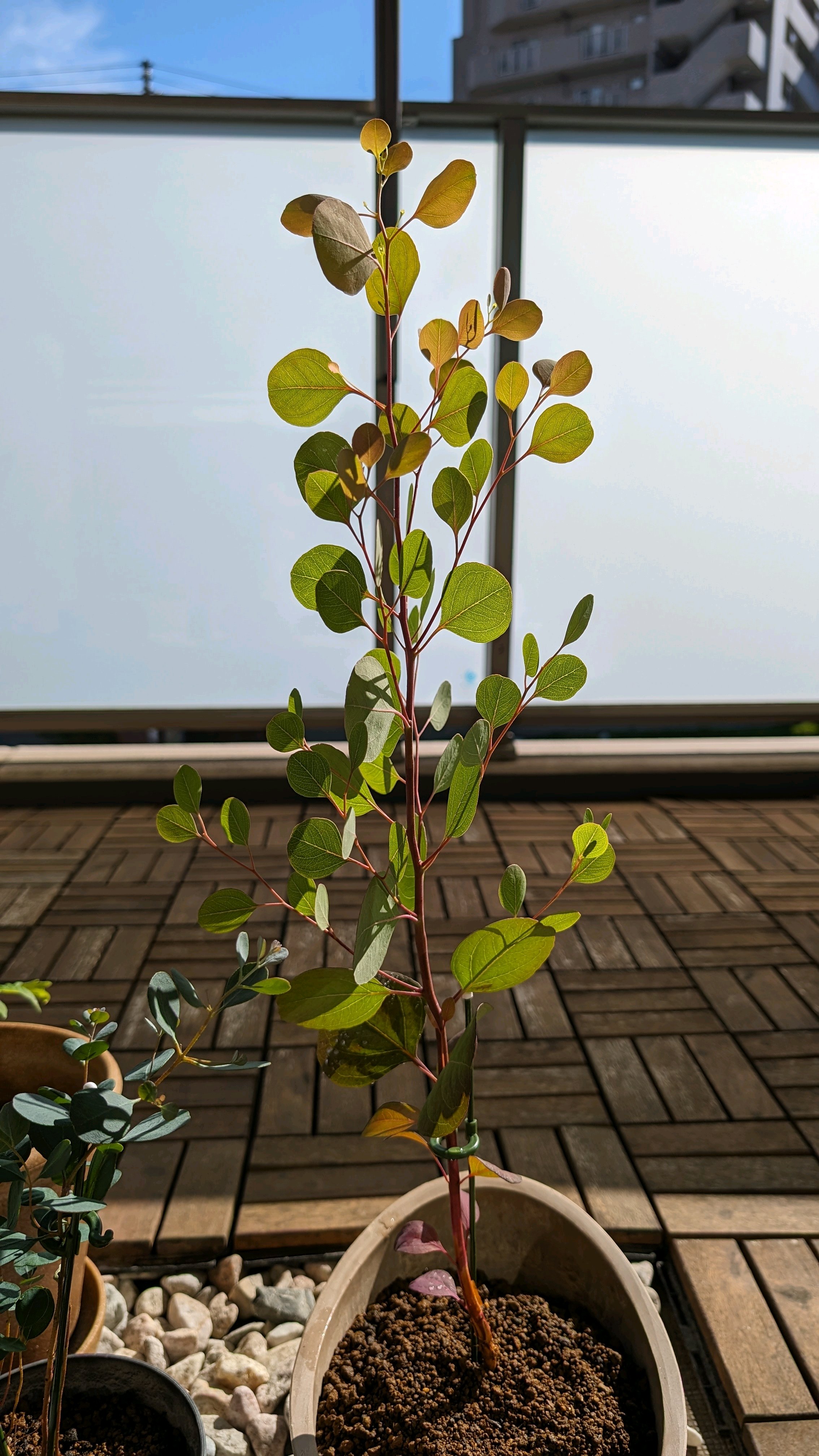 ユーカリ ポポラス｜🍀GreenSnap（グリーンスナップ）