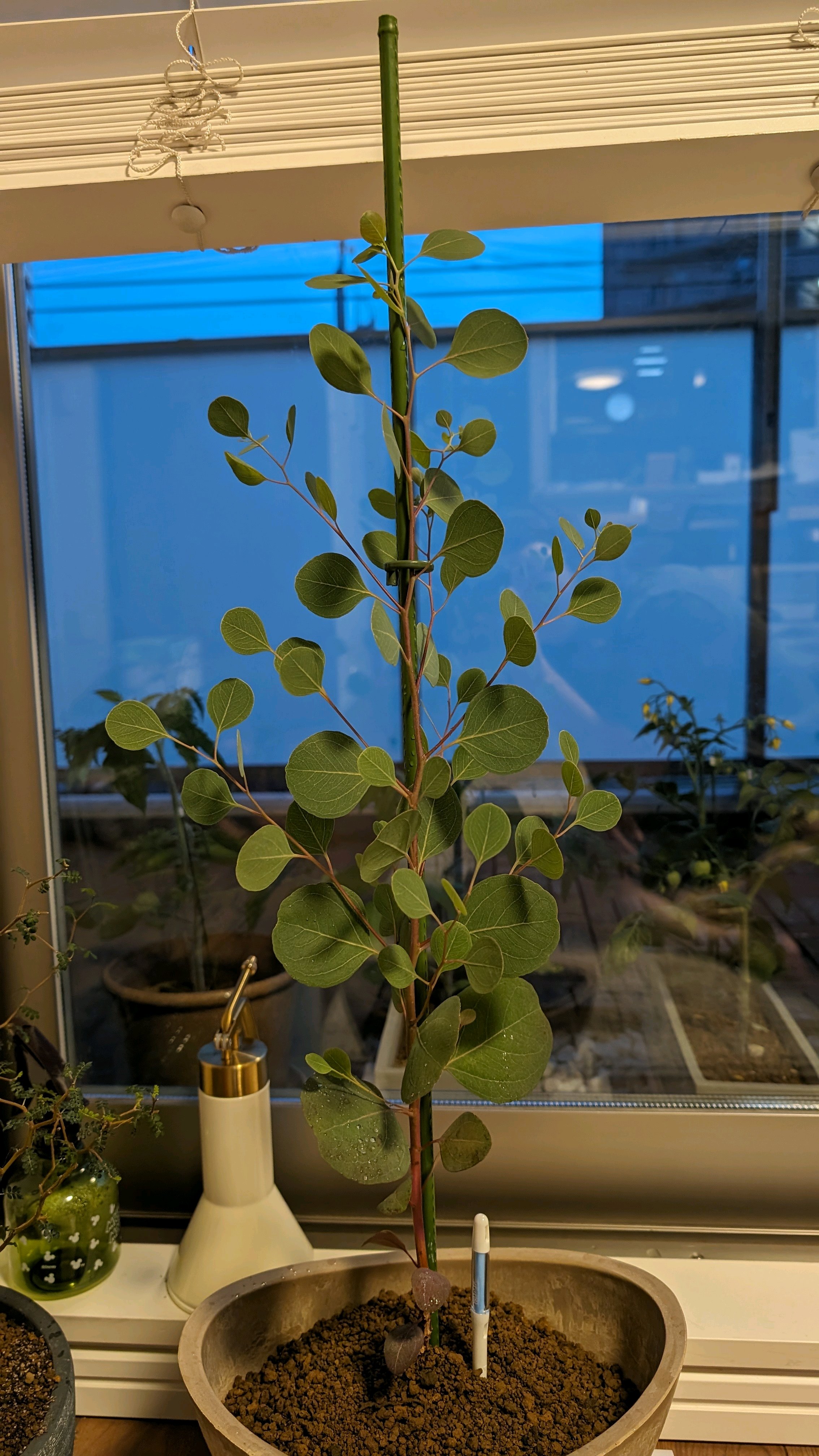 ユーカリ ポポラス｜🍀GreenSnap（グリーンスナップ）
