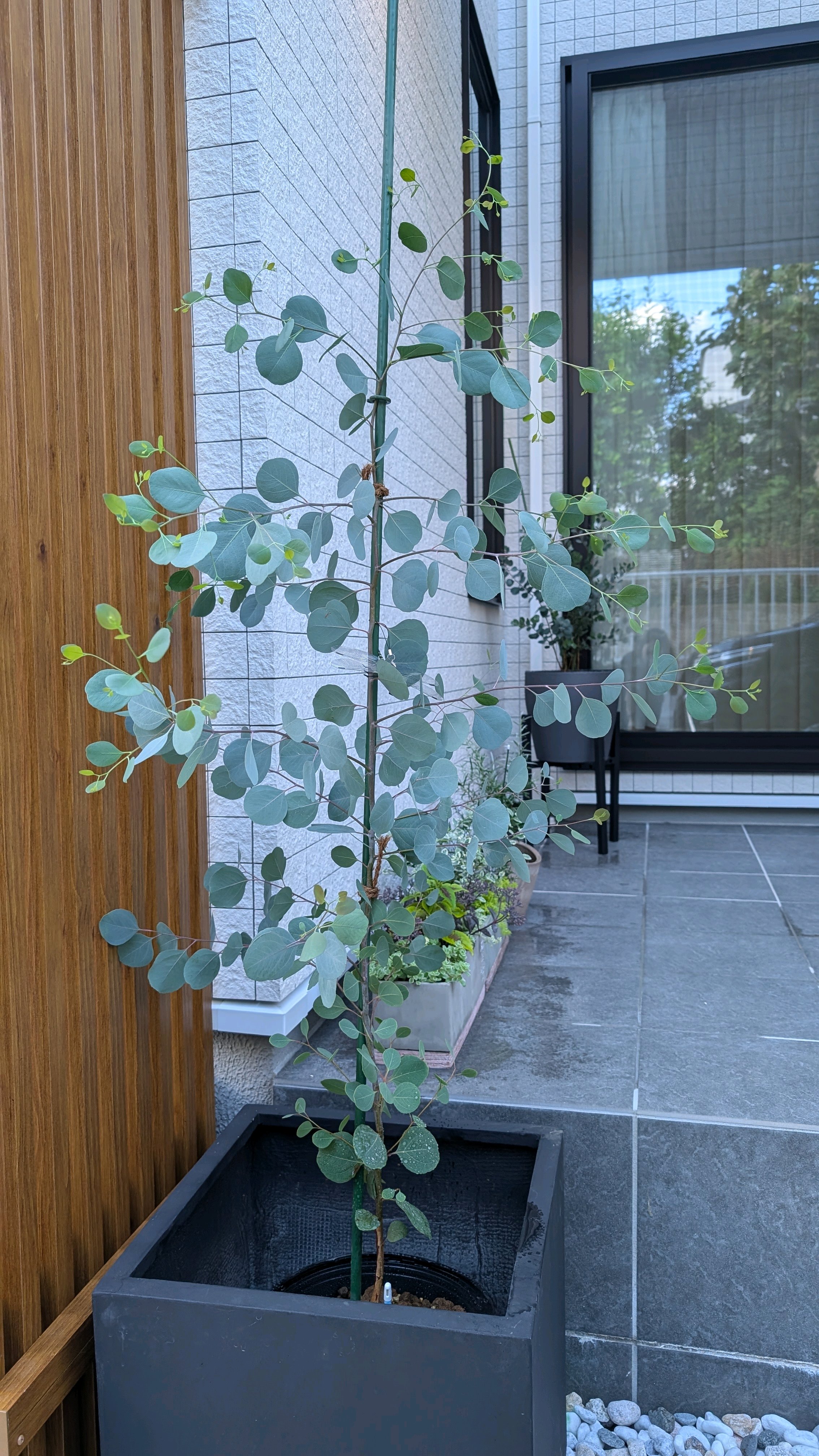 ユーカリ ポポラス｜🍀GreenSnap（グリーンスナップ）