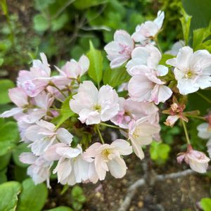 サクラ,苔玉の画像