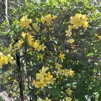 カロライナジャスミン,カロライナジャスミン,つる性植物,庭の画像