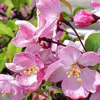 サクラ,ニワウメ,ボケ,ヤマブキ,ハナカイドウの画像