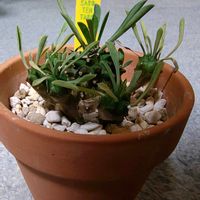 ユーフォルビア・峨眉山,多肉植物,観葉植物,ガーデニング,ボタニカルライフの画像