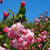 ハナカイドウ,スマホ撮影,今日のお花,花とお話しながら写しましょうね,朝散歩で写そうの画像