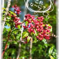 ナンテン,南天,赤い実,キラキラ✨,今日も笑顔で♡の画像