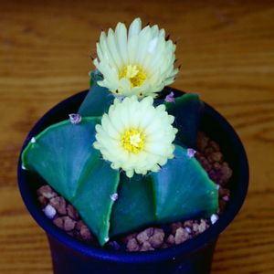碧瑠璃鸞鳳玉,アストロ フィツム,サボテンの花,一眼レフ,マクロレンズの画像