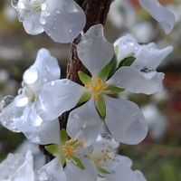ユスラウメ,ユスラウメ（山桜桃）,ユスラウメ（梅桃）,バイトウ･サンオウトウバイ･ユスラウメ,桜の花のマンホール精進ヶ滝❣の画像