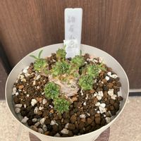 峨眉山,峨眉山,峨眉山,ユーフォルビア・峨眉山,多肉植物の画像