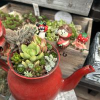 虹の玉,星の王子,銀揃,火祭りの光,ブロンコの画像