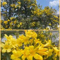 カロライナジャスミン,元気もらえる,お花のある暮らし,笑って咲く花,コラージュ仲間達の画像