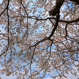 オカメザクラ,サクラ,サクラ,ソメイヨシノ,さくら サクラ 桜の画像