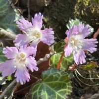 イワウチワ,関山,山野草,白河市関山,自然は面白いの画像