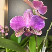 胡蝶蘭,Phalaenopsis Anthura Palermo,水栽培の画像