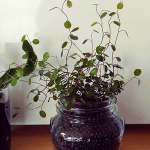 ワイヤープランツ,アイビー（ヘデラ）,ハイドロボール,緑のある暮らし,わが家の観葉植物❢の画像