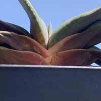 臥牛,多肉植物,観葉植物,ガステリア,恐竜の画像