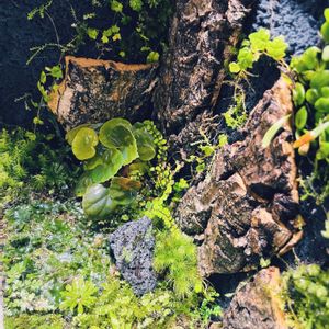 苔テラリウム,パルダリウムの画像